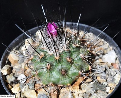 Turbini. rubriflorus.JPG