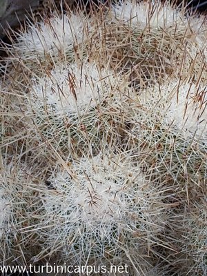 Thelocactus conothelos ssp. argenteus<br />Sandia el Grande N.L.