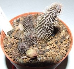 huernia pillansii knospe.jpg