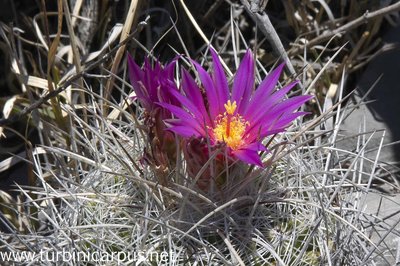 Thelocactus conothelos ssp. argenteus<br />San Ignacio Texas N.L.