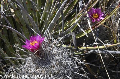 Thelocactus conothelos ssp. argenteus<br />San Ignacio Texas N.L.