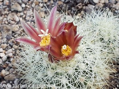 20150415_110803.jpg (447.4 KiB) 11575 mal betrachtet Acharagma roseanum ssp. roseanum<br />SB 277 Los Imagines COAH.