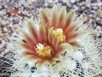 20150415_110817.jpg (343.03 KiB) 11575 mal betrachtet Acharagma roseanum ssp. roseanum<br />SB 277 Los Imagines COAH.