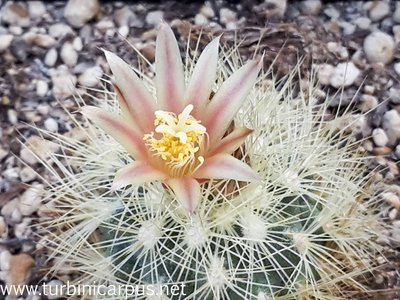 20150415_110832.jpg (494.34 KiB) 11575 mal betrachtet Acharagma roseanum ssp. roseanum<br />SB 277 Los Imagines COAH.