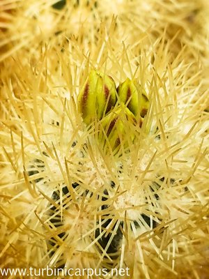 20150415_110944.jpg (398.74 KiB) 11573 mal betrachtet Acharagma roseanum ssp. galeanense<br />HS s.n. südl. Rayones N.L.