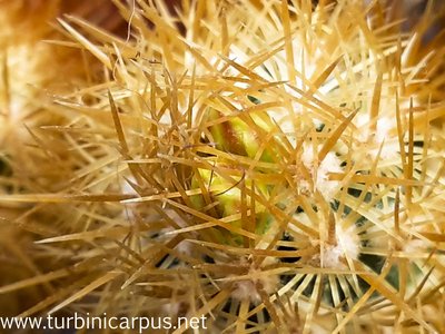 20150415_111052.jpg (403.36 KiB) 11573 mal betrachtet Acharagma roseanum ssp. galeanense<br />HS s.n. südl. Rayones N.L.