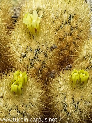 20150416_115739.jpg (601.83 KiB) 11574 mal betrachtet Acharagma roseanum ssp. galeanense<br />LAU 1187 westl. Ascension N.L.