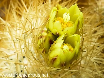 Acharagma roseanum ssp. galeanense<br />LAU 1187 westl. Ascension N.L.