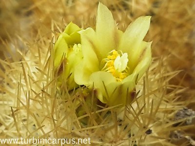 20150416_115824.jpg (303.75 KiB) 11574 mal betrachtet Acharagma roseanum ssp. galeanense<br />LAU 1187 westl. Ascension N.L.