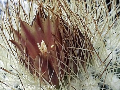 20150506_115514.jpg (473.75 KiB) 11574 mal betrachtet Acharagma roseanum ssp. gigas n.n.<br />El Meson COAH.