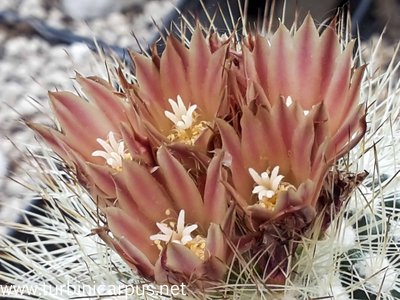 Acharagma roseanum ssp. gigas n.n.<br />El Meson COAH.