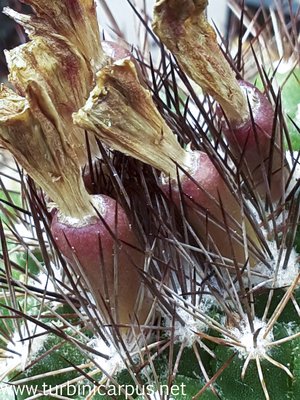 20150610_142815.jpg (562.31 KiB) 11573 mal betrachtet Acharagma aguirreanum ssp. aguirreanum<br />Sierra Paila COAH.