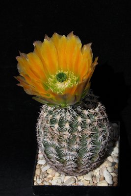 Echinocer. ctenoides