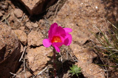 Portulaca_sp.jpg