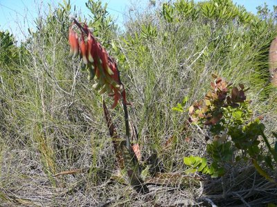 764,SA,Gasteria acinacifolia (640x480).jpg