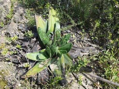 769,SA,Gasteria excelsa (640x480).jpg