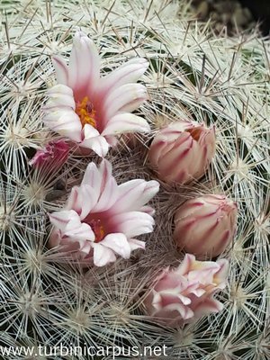 Mammillaria candida ssp. mechacaensis<br />ROG 026 Menchaca COAH.