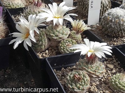 20160505_104952.jpg (454.17 KiB) 10323 mal betrachtet Strombocactus disciformis ssp. jarmilae