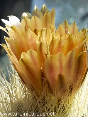 Acharagma roseanum ssp. roseanum<br />P 268 nördl. Saltillo COAH.