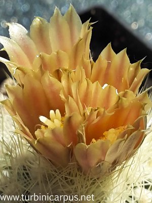 20160505_141553.jpg (321.55 KiB) 11552 mal betrachtet Acharagma roseanum ssp. roseanum<br />P 268 nördl. Saltillo COAH.