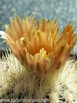 Acharagma roseanum ssp. roseanum<br />P 268 nördl. Saltillo COAH.