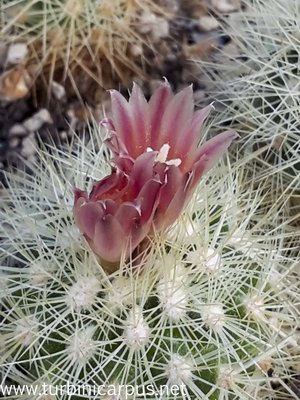 20160505_105633.jpg (483.16 KiB) 10563 mal betrachtet Acharagma roseanum ssp. roseanum<br />D. Cowper südl. Ramos Arispe COAH.