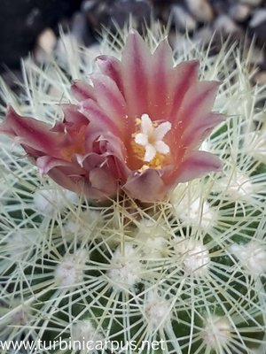 20160505_105646.jpg (386.41 KiB) 10563 mal betrachtet Acharagma roseanum ssp. roseanum<br />D. Cowper südl. Ramos Arispe COAH.