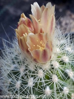 Acharagma roseanum ssp. roseanum<br />SB 459 Higueras COAH.