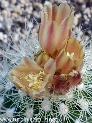 Acharagma roseanum ssp. roseanum<br />SB 459 Higueras COAH.