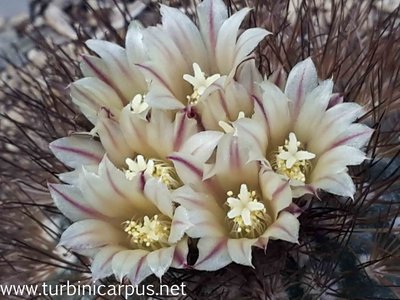Acharagma aguirreanum ssp. aguirreanum<br />HK 1347 Sierra de la Paila COAH.