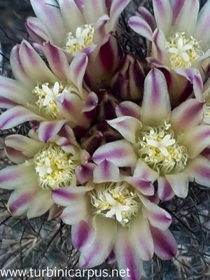 20160412_125619.jpg (346.26 KiB) 7960 mal betrachtet Acharagma aguirreanum ssp. aguirreanum<br />HK 1347 Sierra de la Paila COAH.