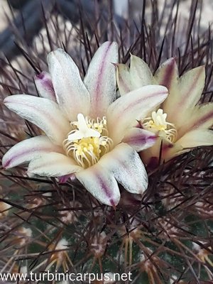 20160412_125740.jpg (392.06 KiB) 7960 mal betrachtet Acharagma aguirreanum ssp. aguirreanum<br />HJB 1493 Sierra de la Paila COAH.