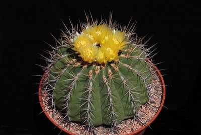 IMG_8517-a.jpg (330.88 KiB) 11354 mal betrachtet Feroc. alamosanus