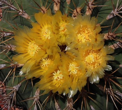 IMG_8566-a.jpg (344.01 KiB) 11354 mal betrachtet Feroc. alamosanus