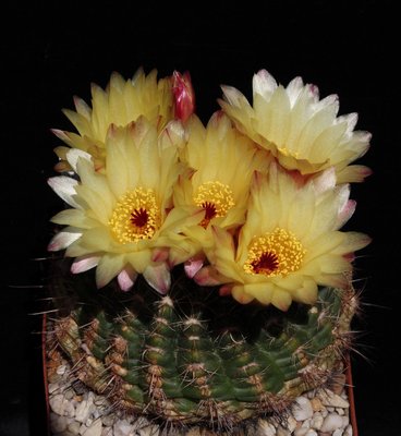 Notoc. concinnus