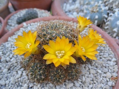 Sulcorebutia candiae var kamiensis HS 189 2016-2.JPG (185.17 KiB) 10750 mal betrachtet Sulcorebutia candiae var kamiensis HS 189
