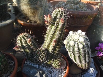 Echinocereus engelmannii var fasciculatus SB 1033 und Echinocereus oklahomensis 2016.JPG (249.35 KiB) 10750 mal betrachtet Echinocereus engelmannii var fasciculatus SB 1033 und Echinocereus oklahomensis