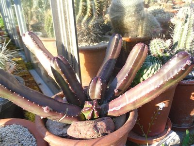Echinocereus scheeri var gentry 2016-2.JPG (228.89 KiB) 10750 mal betrachtet Echinocereus scheeri var gentry