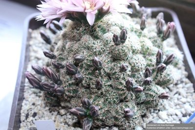 G.bruchii-Knospenfülle.jpg