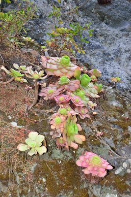 Aeonium glandulosum