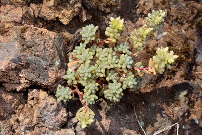 3 Sedum nudum.jpg (906.62 KiB) 7108 mal betrachtet Sedum nudum