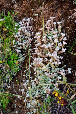 Sedum farinosum