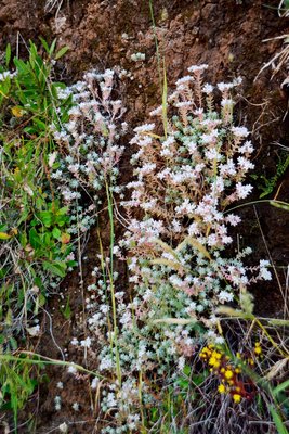 4 Sedum farinosum.jpg (876.78 KiB) 7108 mal betrachtet Sedum farinosum
