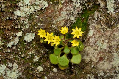 5 Aichryson villosum.jpg (954.68 KiB) 7106 mal betrachtet Aichryson villosum