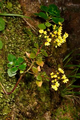 6 Aichryson divaricatum.jpg (762.19 KiB) 7108 mal betrachtet Aichryson divaricatum