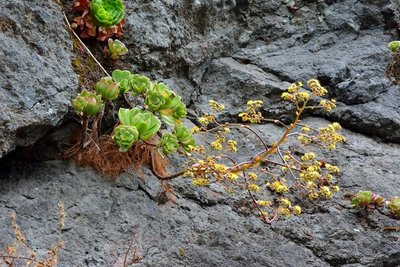 Aeonium glutinosum