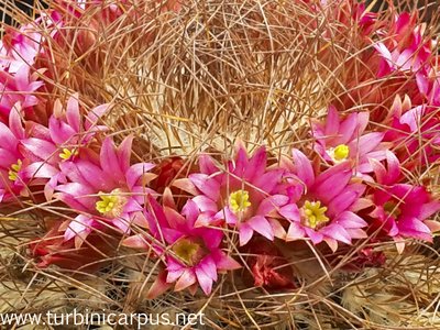 20160511_135447.jpg (599.82 KiB) 6964 mal betrachtet Mammillaria rekoi<br />ssp. leptacantha