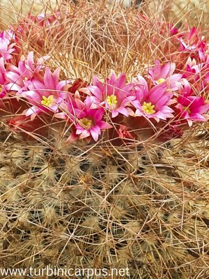 20160511_135459.jpg (655.43 KiB) 6964 mal betrachtet Mammillaria rekoi<br />ssp. leptacantha
