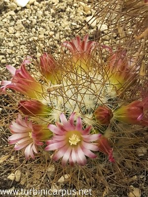 20160511_135432.jpg (510.38 KiB) 6964 mal betrachtet Mammillaria rekoi<br />ssp. leptacantha