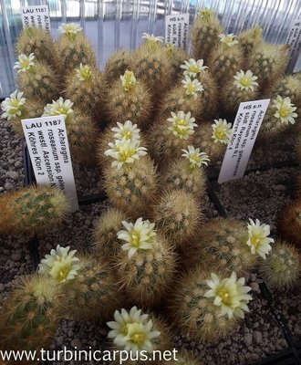 Acharagma roseanum var. galeanensis